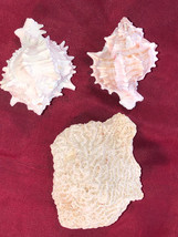 2 Conch Sea Shells And 1 Piece Of Coral - $12.99