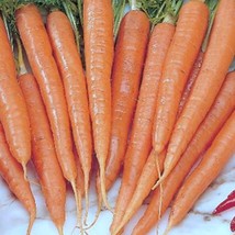 Imperator 58 Carrot Garden Seeds Gardening Vegetable Garden Fresh Seeds USA Sell - $15.64