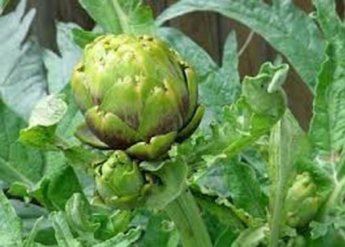 Artichoke, Green Globe, Heirloom, Organic 100+ Seeds, Large Healthy Tasty Veggie - $10.44