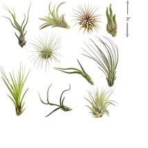 Air Plants Tillandsia Collection of 10 Easy Houseplants for Beginners - £29.05 GBP