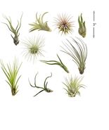 Air Plants Tillandsia Collection of 10 Easy Houseplants for Beginners - £29.25 GBP