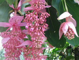 FREE SHIPPING Medinilla magnifica Showy Philippine orchid 10 Seeds - £20.07 GBP