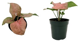 4&quot; Pot - Strawberry Milk Arrowhead Plant - Syngonium / Nepthytis - Garde... - $34.99
