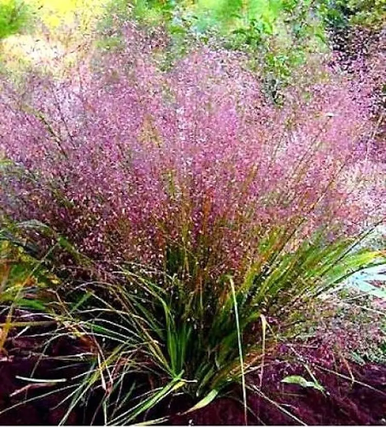 100 Seeds PURPLE LOVEGRASS Eragrostis Spectabilis Native Love Grass Flower  - £7.79 GBP