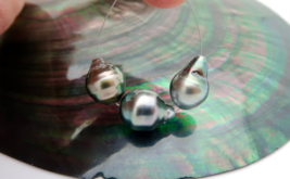 3 GORGEOUS RARE AA+ RIKITEA MANGAREVA GAMBIER ISLES BLACK BRIGHT COLORFU... - $55.17