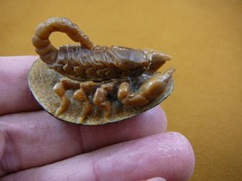 (tb-scorp-1) little tan scorpion Tagua NUT palm figurine Bali carving Sc... - $49.08