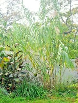 Septh 50 Giant Reed Grass Seeds ( Arundo Donax ) - 18 - 30 Feet Tall - $8.00