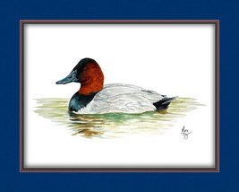 Canvasback Duck Wildlife Canvas Art Print Various Border Matting Colors - £11.98 GBP+
