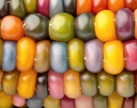 30 Glass Gem Corn Mixed Colors Edible Zea Mays Heirloom Vegetable Seeds Fresh Us - $10.45