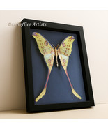 Giant Madagascar Moth Comet Moon Argema Mittrei Male Framed Entomology S... - €128,70 EUR