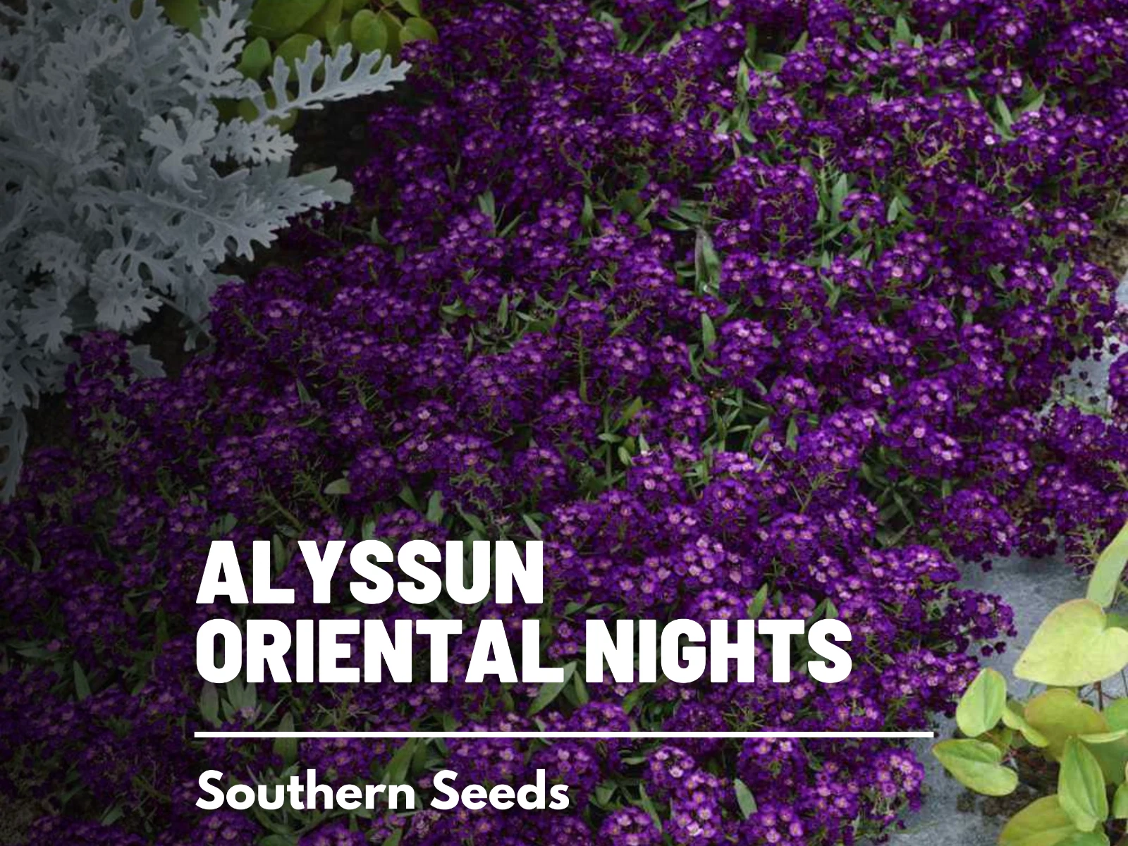 Alyssum, Oriental Nights - 100 Seeds, Heirloom Flower (Lobularia maritima) - $14.82