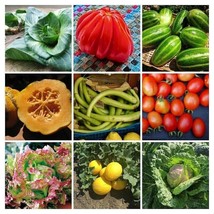 Garden vegetable package from Italy - SORTIMENT - 9 variety - 180+ seeds - V 116 - £8.11 GBP