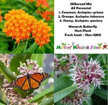 Grow In US 100 Seeds Milkweed Blend All Perennial Orange Common Showy Monarchs  - £8.13 GBP