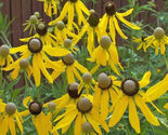 Coneflower PRAIRIE Pollinator Wild Flowers Biennial Perennial NonGMO 500... - $18.20 CAD Coneflower PRAIRIE Pollinator Wild Flowers Biennial Perennial NonGMO 500... - $18.20 CAD