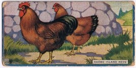 Cowan Co Toronto Card Rhode Island Reds Chicken Series - $9.89