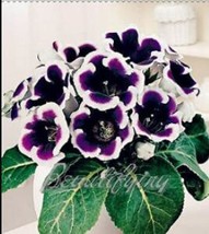 100PCS Gloxinia Seeds 2 Colors Available - $8.99