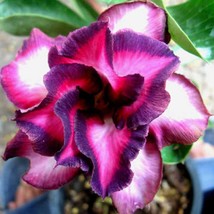 Spiral Bright Rose Pink Adenium Desert Rose With Purple Edge Flower Seeds 2Pcs G - $13.49