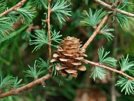 JGBOS Sell 25 Japanese Larch Tree Conifer Pine Cones Bonsai Larix Kaempferi Seed - £7.10 GBP