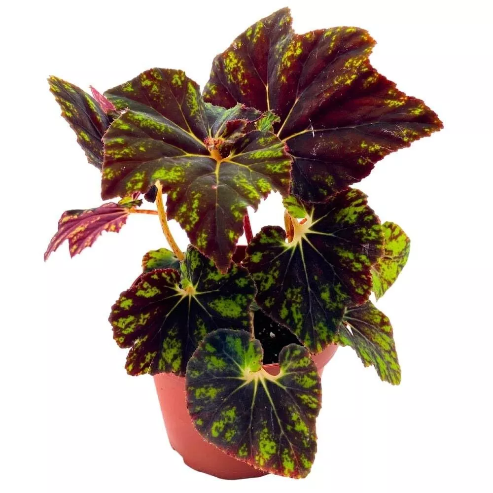 Begonia Shanicka 4 in Rhizomatous Dark Green Shanika Rhizo - £32.09 GBP