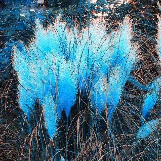 200 Seeds Blue Pampas Grass Seeds Rare Unusual Stunning flower - $22.66