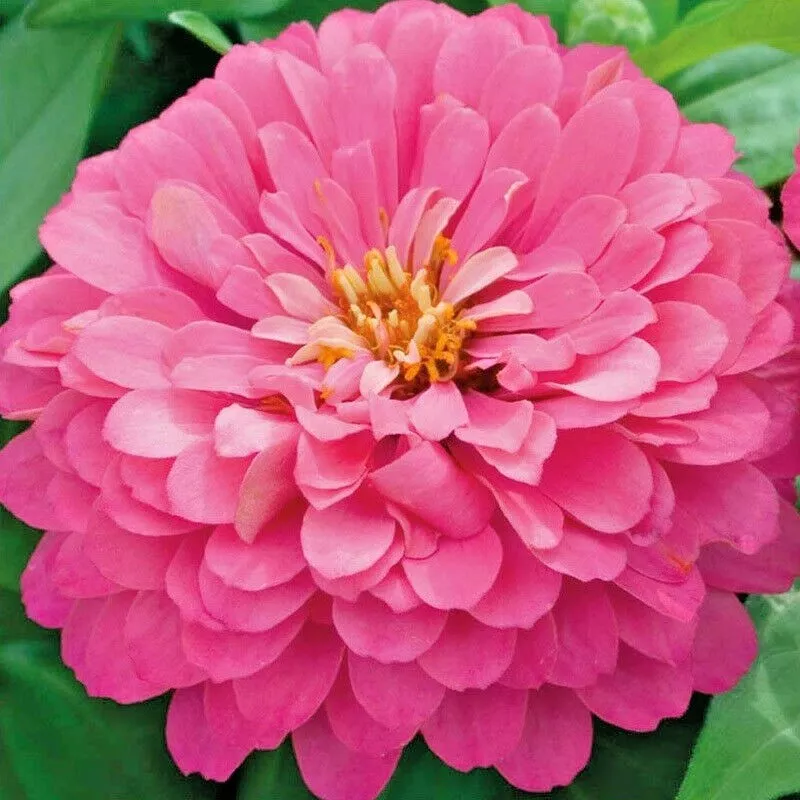 CLK 1000 Pink Zinnia Summer Garden Flowering Annual Big Cut Flowers Herb... - $20.00