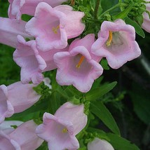 Campanula Medium Rose Pink Cantebury Bells Seed Fresh Fast Shipping - $10.28