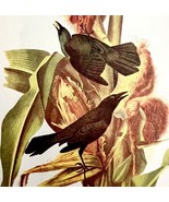 Purple Grackle 1950 Lithograph Art Print Audubon Bird First Edition DWU14F - €25,83 EUR