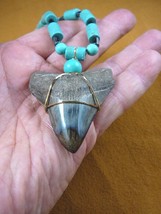 (s262-8) 2-5/16&quot; fossil MEGALODON shark Tooth black + turquoise bead Nec... - £83.07 GBP
