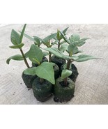  2 BABY HAWAIIAN PLUMERIA FRANJIPANI PLANT  MIX COLORS  - $23.76