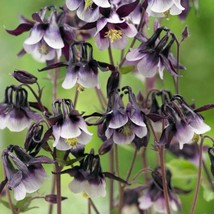 Fresh Seeds USA Columbine William Guinness Flower Seeds Aquilegia Vulgaris 50 Se - $13.98