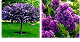 Common Lilac Purple Flower Tree 20 Seeds Fragrant Hardy Perennial Garden Plant - £15.65 GBP