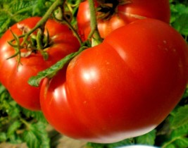 50 Mortgage Lifter Tomato Seeds Organic Native Heirloom Vegetable Contai... - $8.35