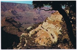 Postcard Mule Train Grand Canyon Arizona - £3.09 GBP