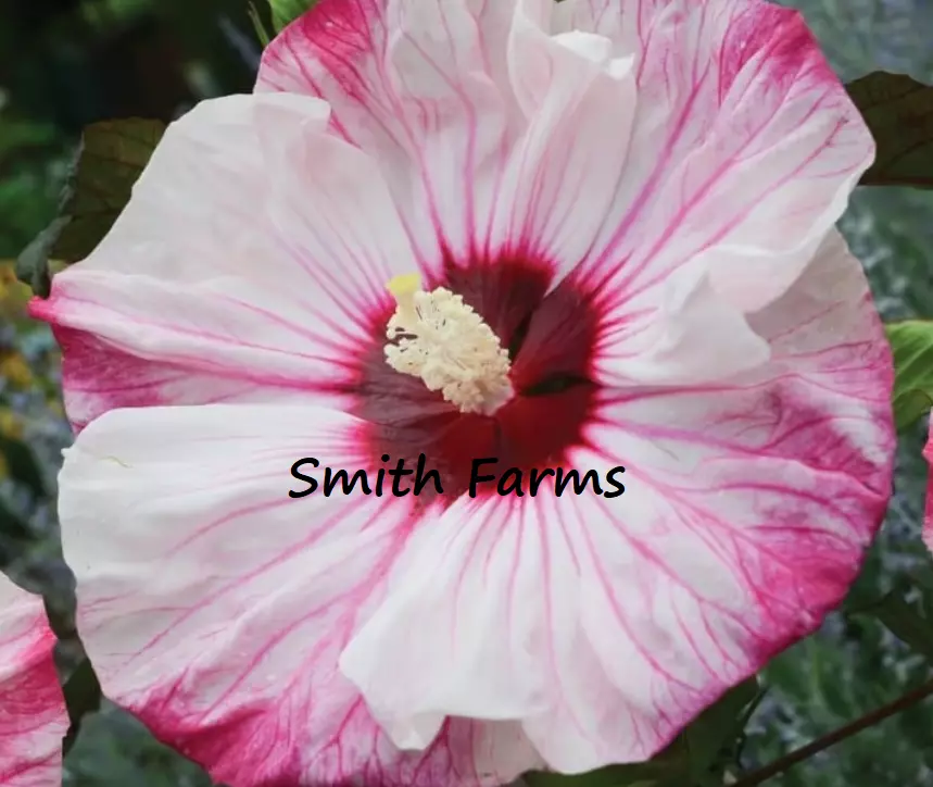 25 Seeds Pink White Hibiscus Flowers Fresh USA Fast Shipping - $16.50