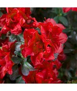 Encore Autumn Fire Azalea Deciduous Well Rooted Starter Plant Blood Red ... - $46.78