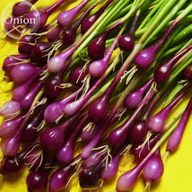 Salad Bunching Red Mate Onion Vegetables 100 Seeds Edible Organic Salad Spices E - £4.21 GBP