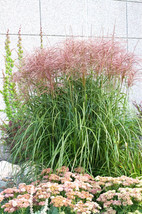 50 Japanese Silver Grass Seeds Miscanthus Sinensis Varigatus Fresh Seeds Gardeni - £9.57 GBP