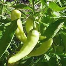 KKG Sweet Banana 100 Seeds Fresh Garden - $7.89