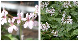 15 Seeds Pelargonium odoratissimum - Sweet-Scented Pelargonium Seeds - £14.94 GBP