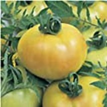 PM Fried Green Tomato Seeds (((25 Seed Packet))) (More Heirloom, Organic, Non GM - $4.75