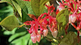 Salal 1001 Seeds Gaultheria Shalon Hardy Evergreen Shrub Edible Berries ... - $8.38