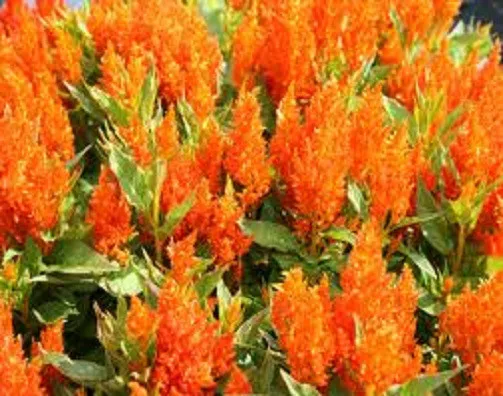 50 Celosia Seeds Look Orange Seeds Look Celosia Garden - £9.47 GBP