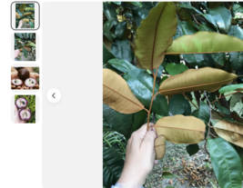 pick Onz Leaves Caimito Chrysophyllum Cainito. not the fruit, Free Shipping - $18.78+