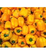 MX Premium Golden California Wonder 0 Scoville Units 3 Or More Items Bul... - $10.09