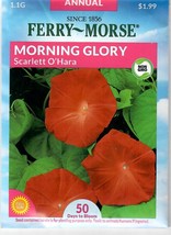 GIB Morning Glory Scarlett O'Hara Flower Seeds Ferry Morse  - £7.86 GBP