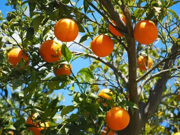 Top Seller 20 Tangerine Mandrin Orange Citrus Reticulata Fruit Tree Seeds - £11.46 GBP