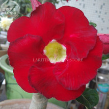 Fresh Taiwan Deep Red Adenium Desert Rose Pack 2 Seeds Single Petals Big Blooms  - £7.49 GBP