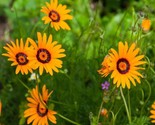 Fresh Ursinia Anthemoides Seeds Ursinia Flower Seeds 1000 Seeds Fast Shi... - $11.96