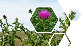 Blessed Milk Thistle Seed - £6.84 GBP
