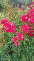 Dynamite Crape Myrtle 4&#39;-6&#39; Tree Deep Red Flowers Beautiful Flowering Plants - £112.38 GBP